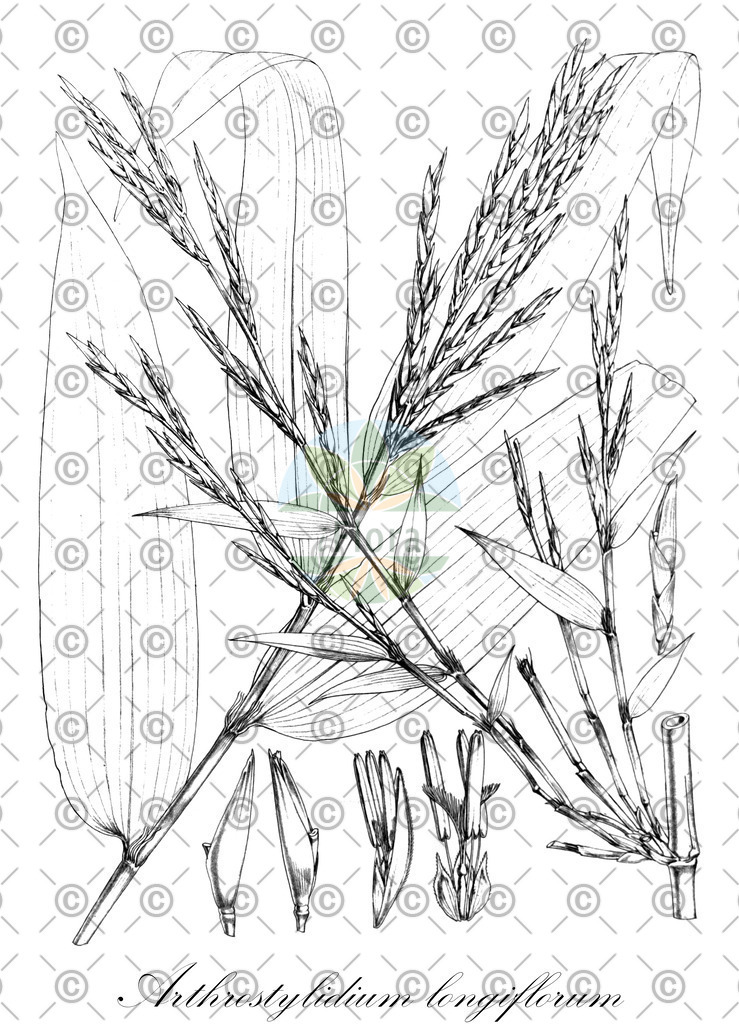 HistAbb_wfo-0000550425_1_ENZY_Simple | Historische Abbildung von Arthrostylidium longiflorum - Poaceae | Historical Illustration of Arthrostylidium longiflorum - Poaceae