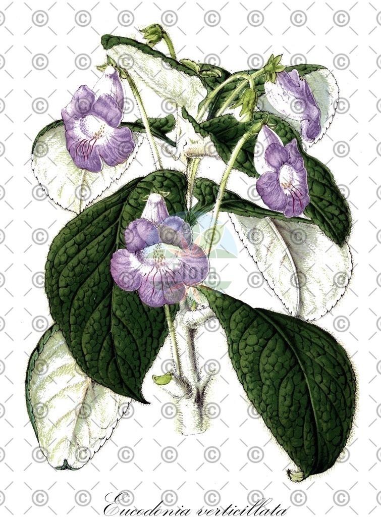 HistAbb_wfo-0000681176_1_ENZY_Simple | Historische Abbildung von Eucodonia verticillata - Gesneriaceae | Historical Illustration of Eucodonia verticillata - Gesneriaceae