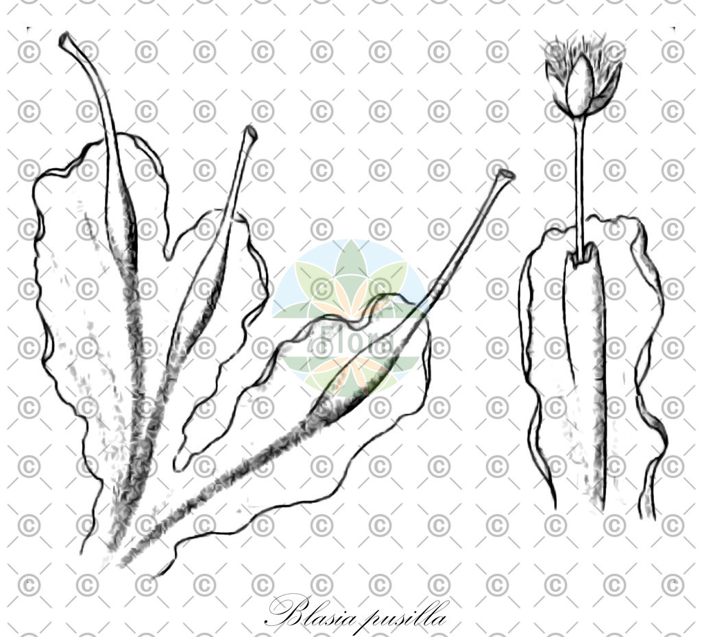 HistAbb_wfo-0000566431_1_ENZY_Simple | Historische Abbildung von Blasia pusilla - Blasiaceae | Historical Illustration of Blasia pusilla - Blasiaceae