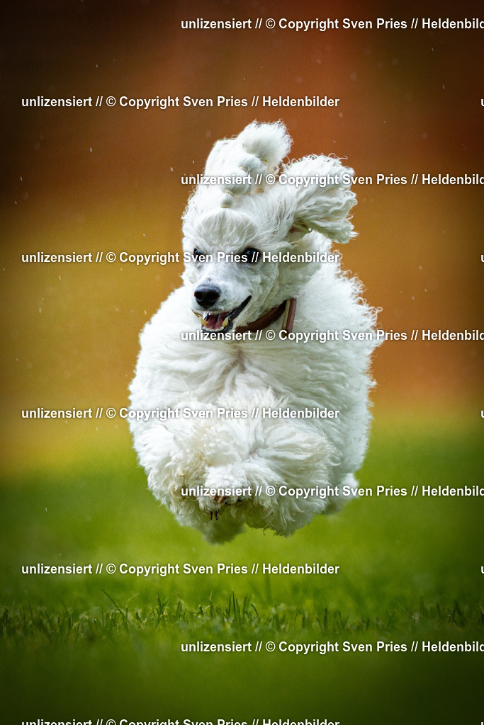 Sven Pries | 2025-09-21 - Hunderennen Baden-Oos - Realisiert mit Pictrs.com