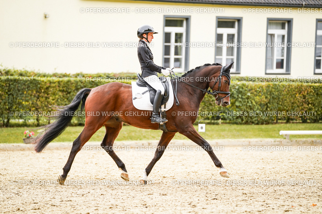 DSC02355 | Pferdegrafie