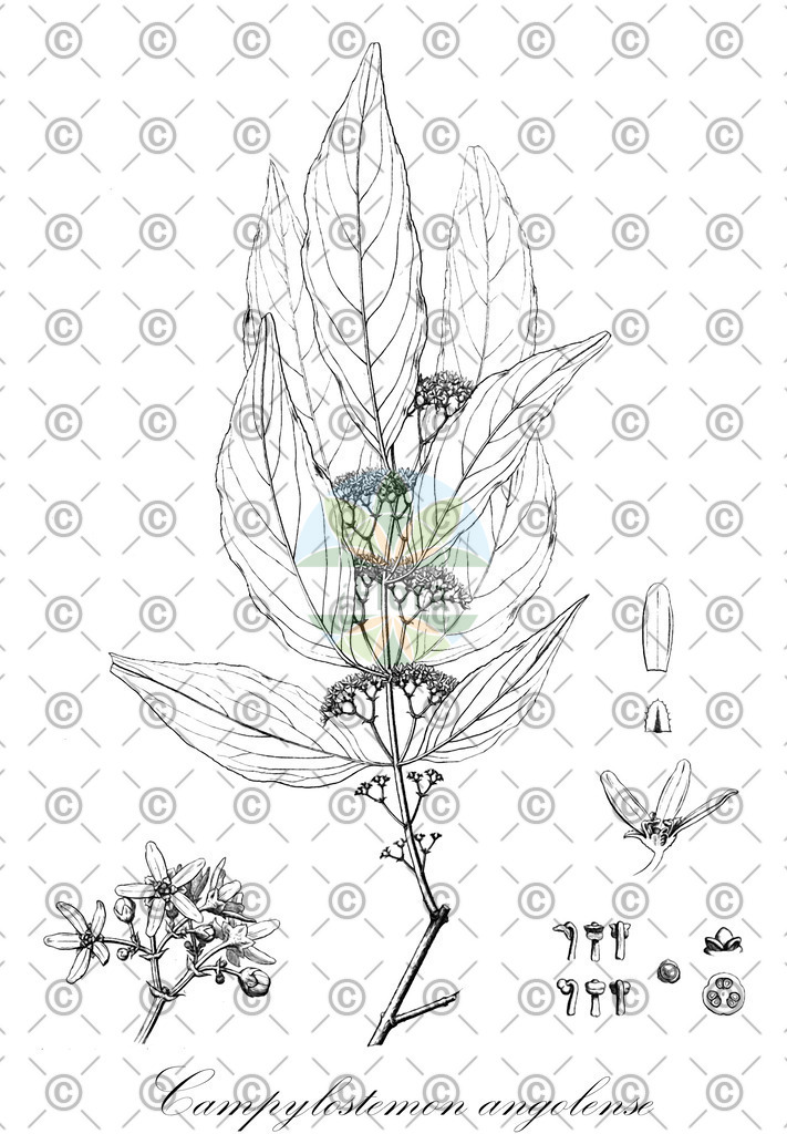 HistAbb_wfo-0000204609_1_ENZY_Simple | Historische Abbildung von Campylostemon angolense - Celastraceae | Historical Illustration of Campylostemon angolense - Celastraceae