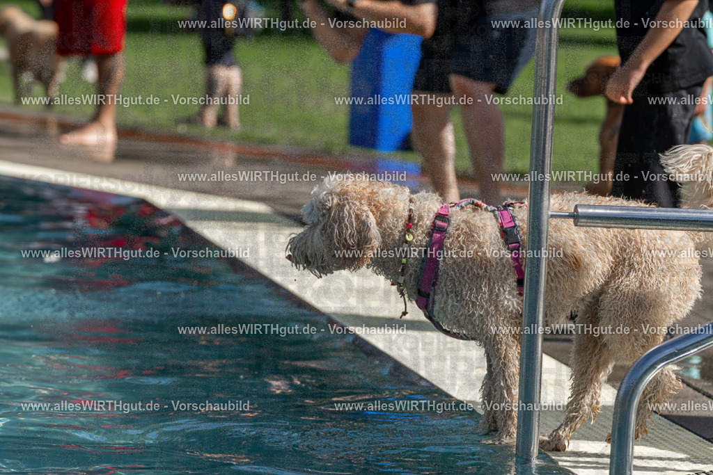 Hundeschwimmen_Volksbad_2026-allesWIRTHgut_Tierfotografie-2609061215-FAY06415 | Professionelle Tierfotografie in Mönchengladbach von Daniel Wirth (allesWIRTHgut). Liebevolle & natürliche Bilder von Hunden & Katzen für unvergessliche Erinnerungen.