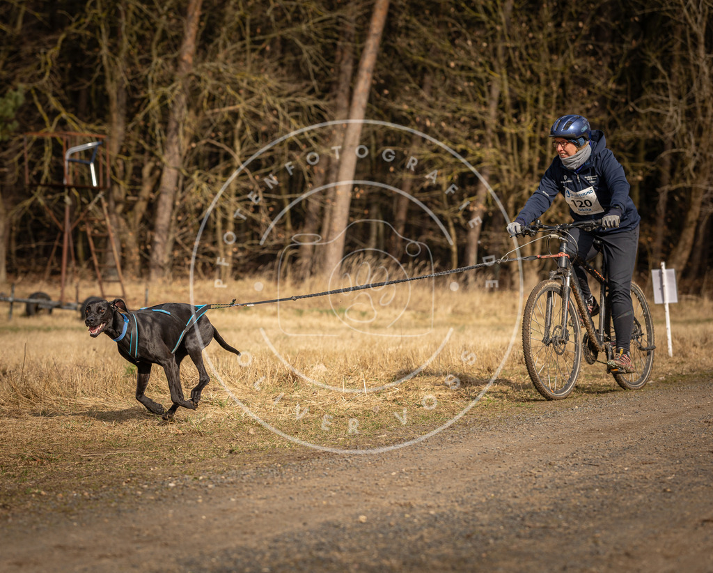 DV3A4378 | Hundefotografie, Tierfotograf, Pfotenfotografie, Fotoshooting Hund, Hunde Portrait, Hundesport, Hundeportraits, Heideshooting, Hunde, Sportfotograf, Hundefotograf, Turnierhundsport, THS,  - Realisiert mit Pictrs.com