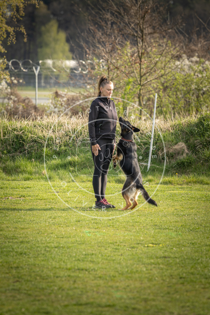 Pfotenfotografie_DV3A4819 | Hundefotografie, Tierfotograf, Pfotenfotografie, Fotoshooting Hund, Hunde Portrait, Hundesport, Hundeportraits, Heideshooting, Hunde, Sportfotograf, Hundefotograf, Turnierhundsport, THS,  - Realisiert mit Pictrs.com