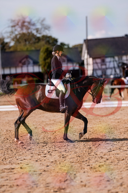 2026_10_03_Siefer-Hof_125510_Z81_43886529 | Professionelle Reitsport-, Turnier- und Eventfotografie von Robert Broda. Galerien mit ausgewählten und bearbeiteten Bildern direkt online ansehen und bestellen.