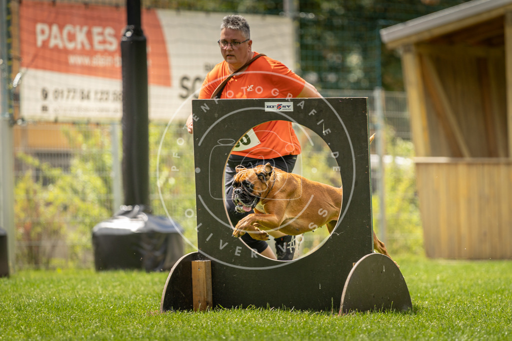 Pfotenfotografie_DV3A3583 | Hundefotografie, Tierfotograf, Pfotenfotografie, Fotoshooting Hund, Hunde Portrait, Hundesport, Hundeportraits, Heideshooting, Hunde, Sportfotograf, Hundefotograf, Turnierhundsport, THS,  - Realisiert mit Pictrs.com