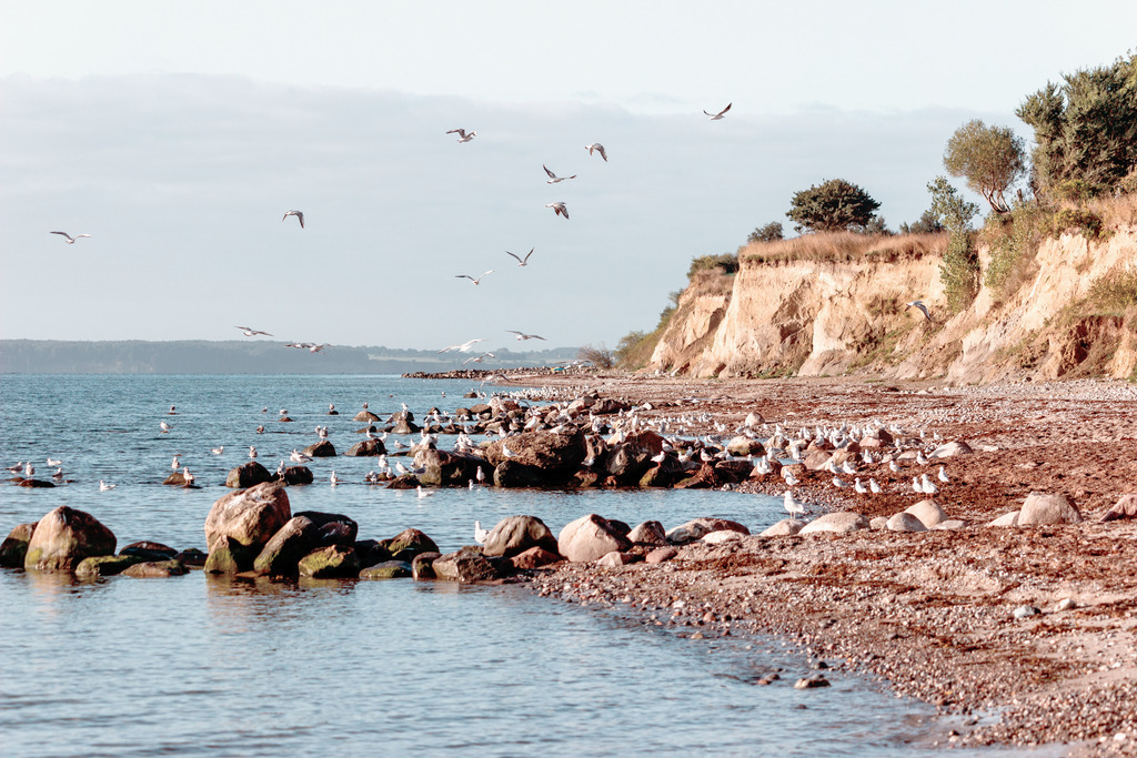 Wandbild: Möwen an der Steilküste | Dieses Wandbild im Querformat zeigt die Steilküste in dezenten Farben. Die warmen Farbtöne machen dieses Wandbild schön wohnlich. Am Naturstrand sitzen zahlreiche Möwen. Einige Möwen fliegen auch über dem Strand. Die Steilküste leuchtet im morgendlichen Sonnenschein in gelb und beige. Am Naturstrand ist rotbrauner Seetang zu sehen. Holen Sie sich diese schöne maritime Morgenstimmung auf Leinwand, Aluminium-Platte oder als Glasbild. Ideal fürs Wohnzimmer, Schlafzimmer, Küche, den Arbeitsplatz oder die Ferienwohnung. Die Wandbilder werden individuell für Sie in vielen Abmessungen produziert. - Realisiert mit Pictrs.com