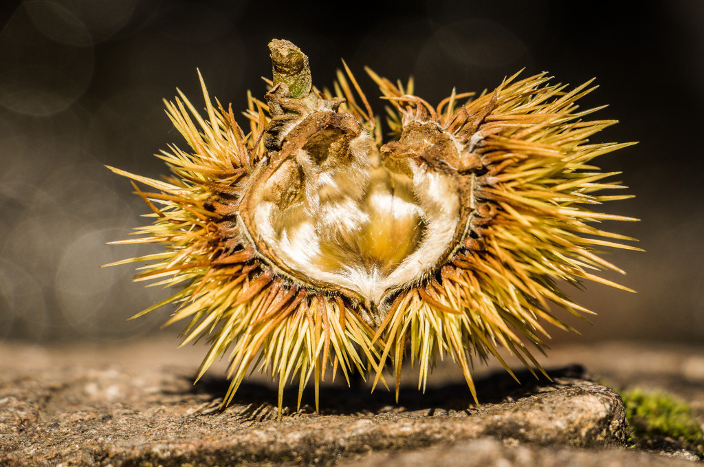 Kastanie | fotografie-bernd-pfalzgraf - Realisiert mit Pictrs.com