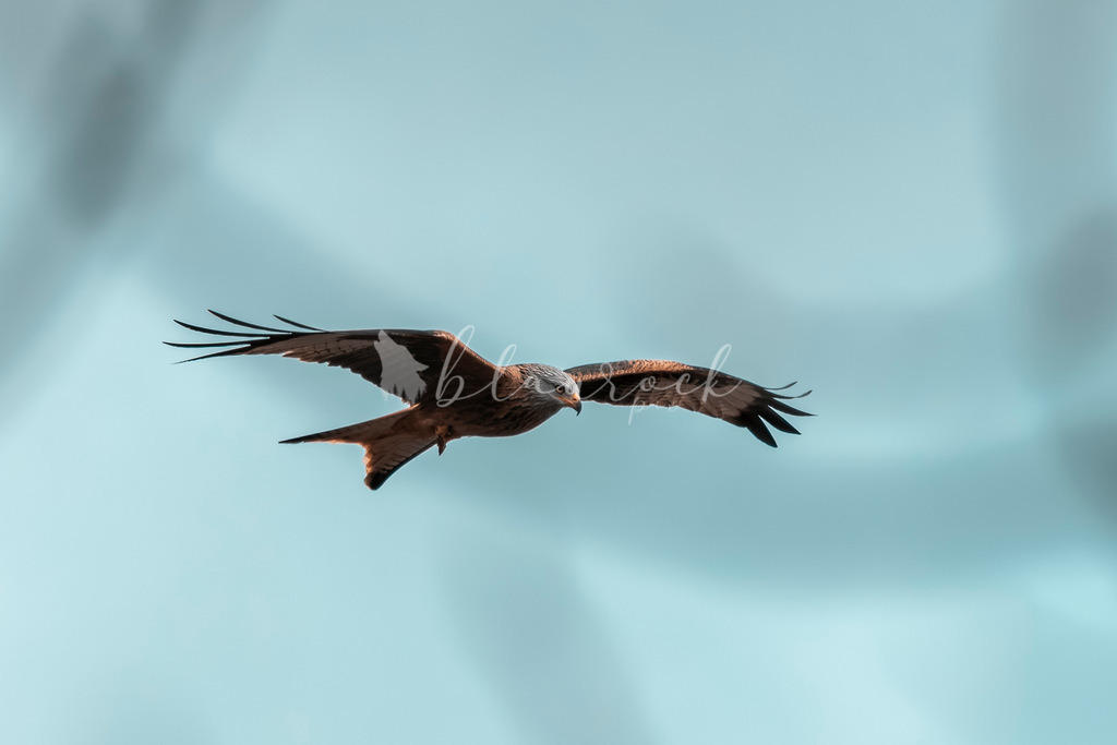 701A5366 | Sportbilder, Sportfotograf, Hochzeits- und Eventfotografin, Flugshows, Portraits und Tiershooting, Aviation, Downhill, Nationalleague, Swissleague, International