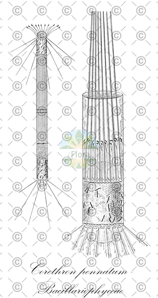 HistAbb_EMP_107362_SRC_Schlechtendal_FLORAD_SIMPLE | Historische Abbildung von Corethron pennatum - Bacillariophyceae - | Historical Illustration of Corethron pennatum - Bacillariophyceae - 