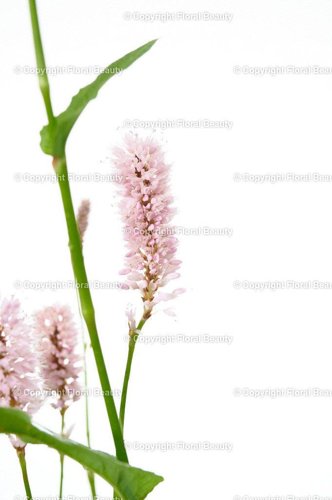 Bistorta-officinalis-Superba-101671-HS-104 | Onlineshop für hochwertige Wandbilder. Bei uns findet ihr selbstgestaltete Blumenmotive. Das perfekte Geschenk, als Praxisdeko oder die eigene Wohnung. Alle künstlerischen Blumenfotos sind auf Leinwand, FineArtPrint, Kunstdruck und vielem mehr zu erwerben - Realisiert mit Pictrs.com