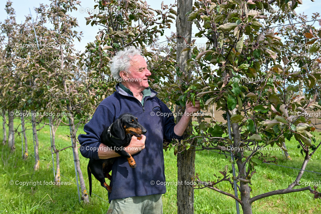 Thening_ Obstbauer Hirschvogel_ 07.05.2024-10 | 07.05.2024, Thening, AUT, Obstbauer Hirschvogel, im Bild Wilfried Hirschvogel mit Dackel Heidi bei den Obstbaeumen