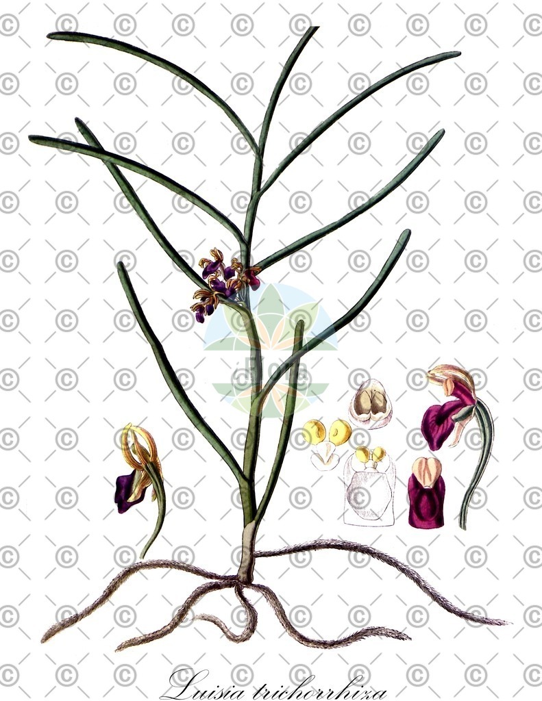 HistAbb_wfo-0000231064_1_SIMPLE | Historische Abbildung von Luisia trichorrhiza - Orchidaceae | Historical Illustration of Luisia trichorrhiza - Orchidaceae