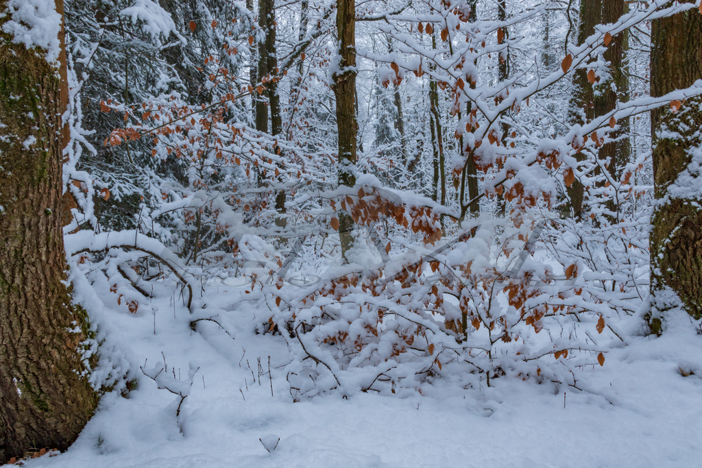 Winterspaziergang | Man muss auch still sein können wie der Winter, sich in Geduld üben, in sich gehen und sich mit der neuen Erkenntnis wieder öffnen, wie die Blüte im Frühling.© Monika Minder - Realisiert mit Pictrs.com