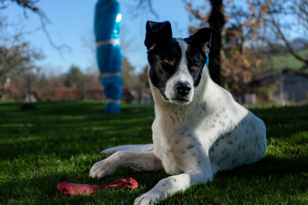 Yoshi | paulependelt - Realisiert mit Pictrs.com