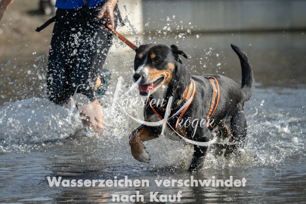 1253_ZZ92500 | kk-dogfotos