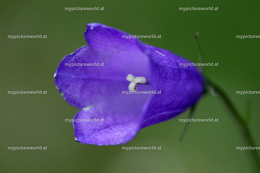 Scheuchzers Glockenblume-002 | Das Bilderarchiv über Tiere, Planzen und Landschaften. In der Bilddatenbank finden Sie ein große Auswahl an hochwertigen Bilder für Ihre Werbung - Realized with Pictrs.com