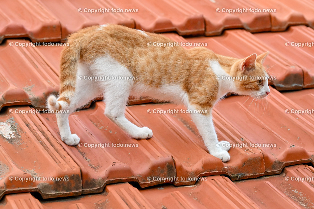 Katze_ Katzen_ 16.10.2024-16 | 16.10.2024, Linz, AUT, Haustier, Katzen, im Bild Haustier, Katze, Katzen, Kater, Stubentiger, Babykatze, Mietze, Fellnase, Tierfotografie, Heimtier