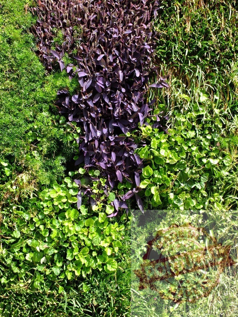 Green purple gradient living wall growing plants | Various plants filling a vertical garden demonstrating growth and natural texture - Realisiert mit Pictrs.com