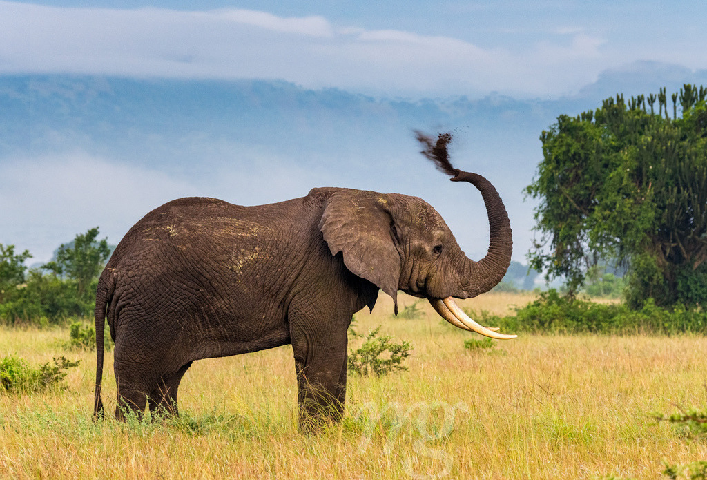 giant male African Elephant spaying dust on his back in Queen Elizabeth National Park, Uganda | giant male African Elephant spaying dust on his back in Queen Elizabeth National Park, Uganda - Realisiert mit Pictrs.com