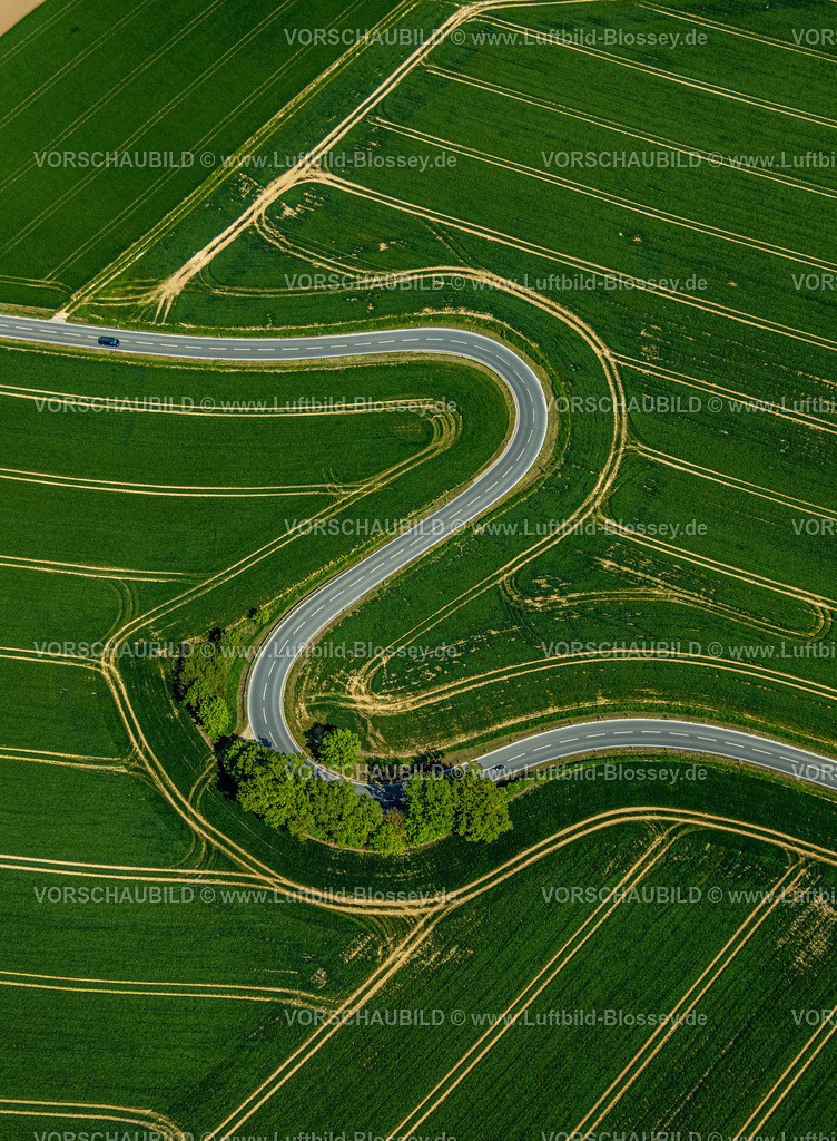 Brakel240504906Erkeln | Luftbild, Serpentine der Landesstraße L863, schlangenförmige Straße führt durch grüne gestreifte Felder, Baumgruppe am Straßenrand, Erkeln, Brakel, Ostwestfalen, Nordrhein-Westfalen, Deutschland