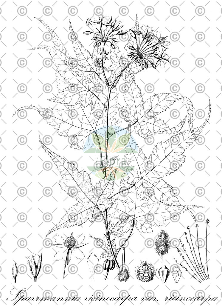 HistAbb_wfo-0001106694_1_ENZY_Simple | Historische Abbildung von Sparrmannia ricinocarpa var. ricinocarpa - Malvaceae | Historical Illustration of Sparrmannia ricinocarpa var. ricinocarpa - Malvaceae