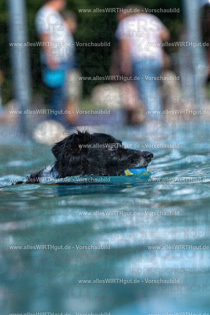 Hundeschwimmen_Volksbad_2026-allesWIRTHgut_Tierfotografie-2609061221-FAY06458 | Professionelle Tierfotografie in Mönchengladbach von Daniel Wirth (allesWIRTHgut). Liebevolle & natürliche Bilder von Hunden & Katzen für unvergessliche Erinnerungen.