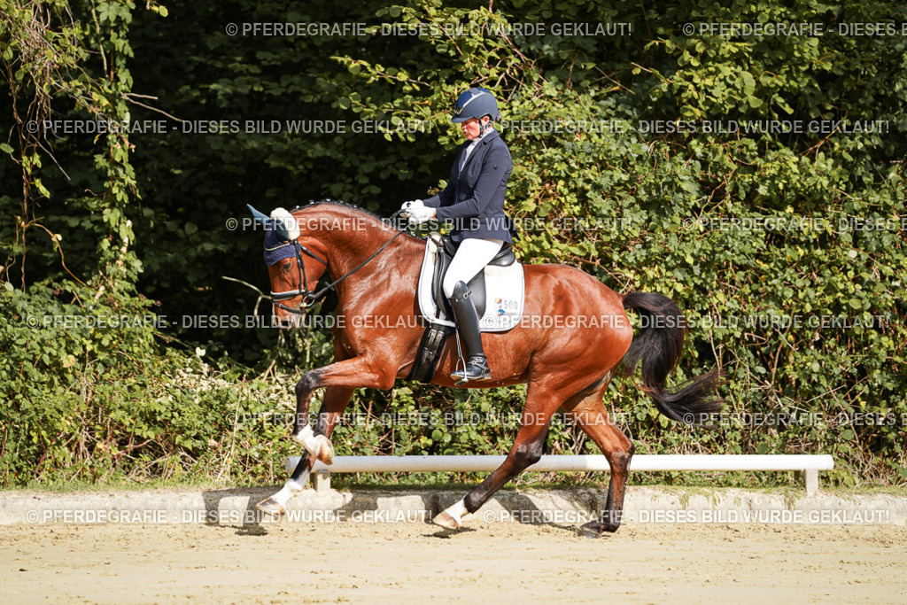 DSC07636 | Pferdegrafie