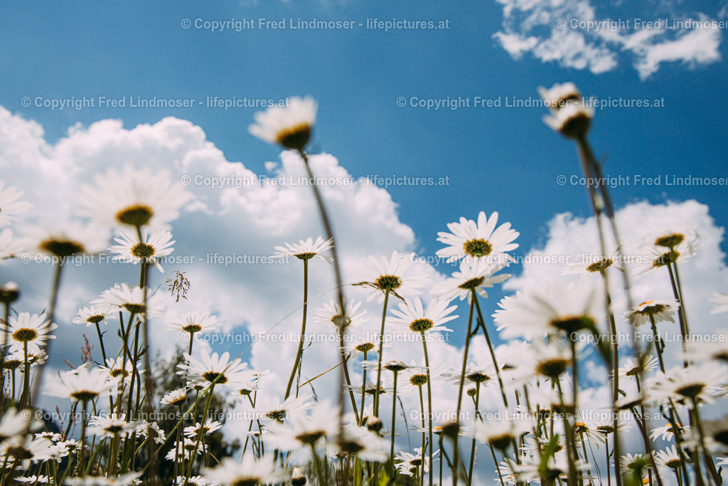 Margariten | Fotos und Fotoprodukte - Realisiert mit Pictrs.com