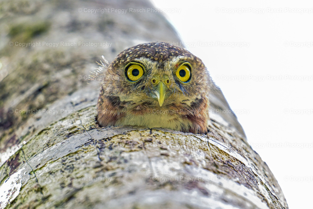 Costa Rica verschiedenes (15) | PeggyRaschPhotography - Realisiert mit Pictrs.com