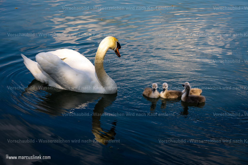 DSC01215 | marcuslinek