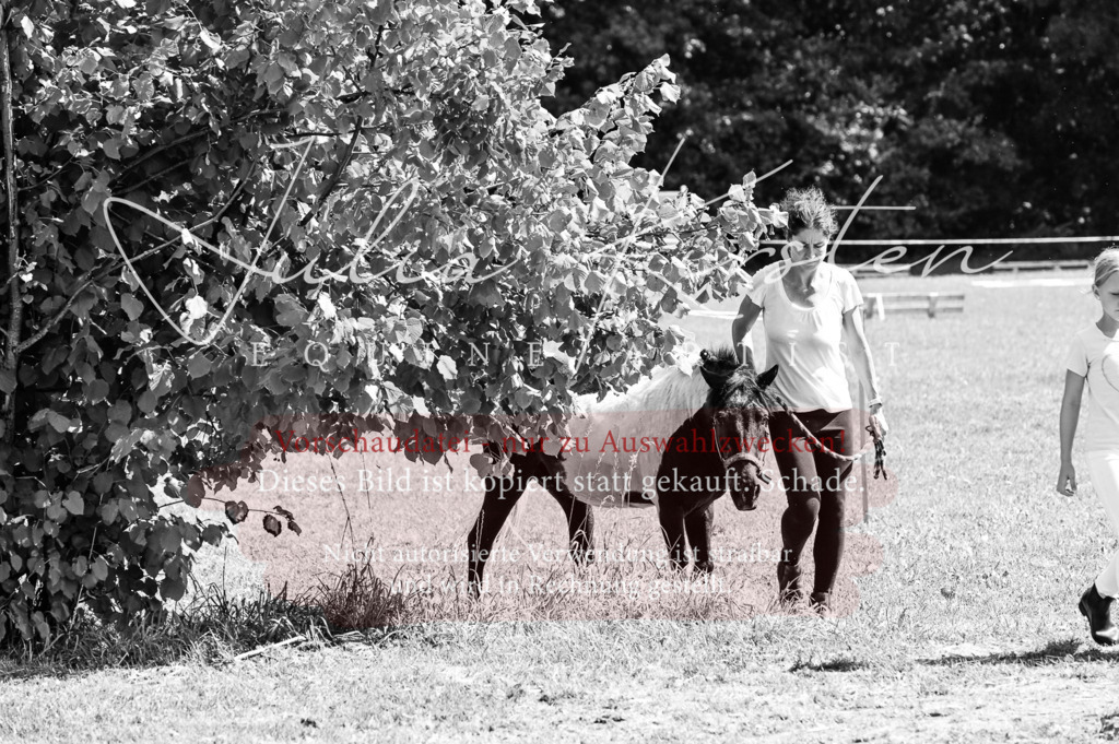 DSC_7077 | Pferde- und Turnierfotografie in Westsachsen. Pferdeportraits, Auftragszeichnungen und intuitive Kunst.