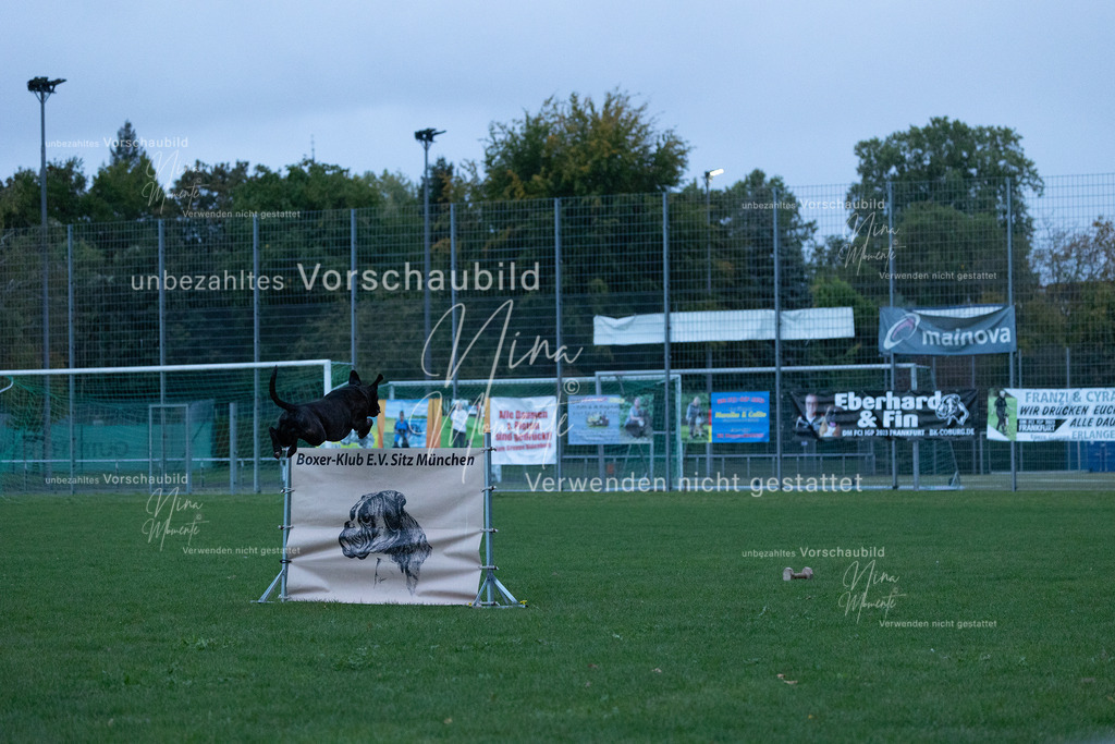 _16A4305 | Einzigartige Fotos von Hunden & Menschen –Actionfotos, Portraits, Vereinsaufnahmen & Paarshootings – authentisch, lebendig & mit Herz.