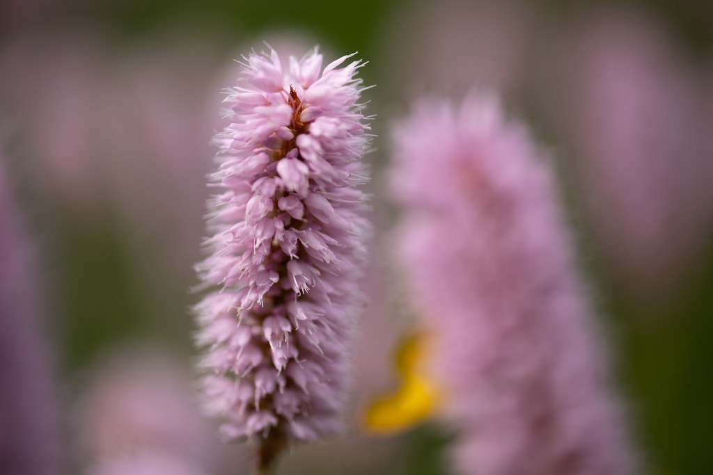 Wiesenknöterich | Makroaufnahme mit Nikon ZF, AF-S Micro Nikkor 105mm f2.8