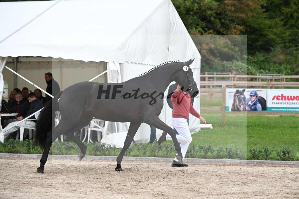 Kat-Nr. 13 Fergie_Gestuet Greim_49221151 | hf-fotografie - Realizzato con Pictrs.com