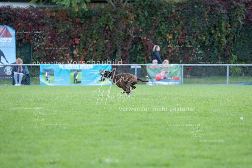_16A4620 | Einzigartige Fotos von Hunden & Menschen –Actionfotos, Portraits, Vereinsaufnahmen & Paarshootings – authentisch, lebendig & mit Herz.