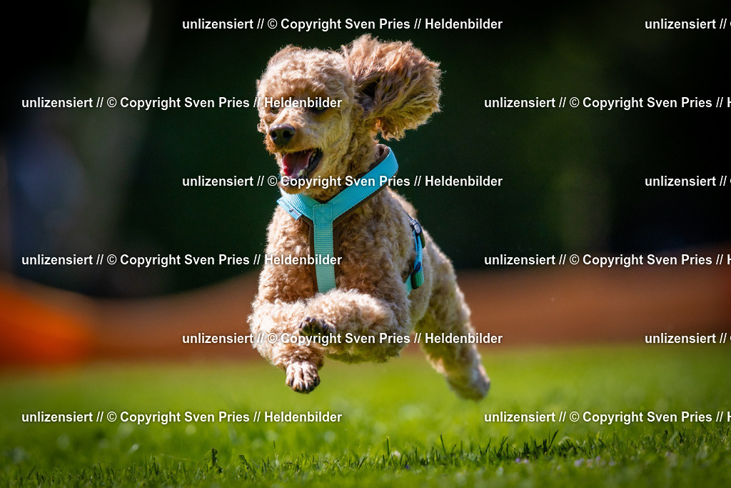 Sven Pries | 2025-08-10 - Hunderennen Durlach - Realisiert mit Pictrs.com