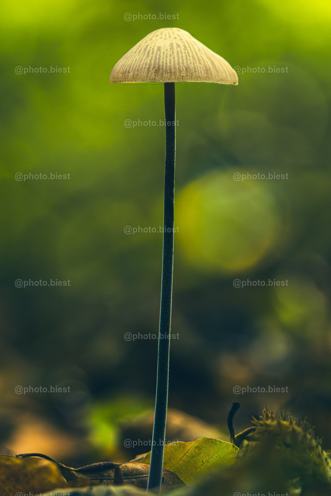 Hoch hinaus | Ein Pilz im Wald. - Realisiert mit Pictrs.com