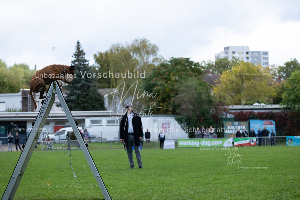 _16A4711 | Einzigartige Fotos von Hunden & Menschen –Actionfotos, Portraits, Vereinsaufnahmen & Paarshootings – authentisch, lebendig & mit Herz.