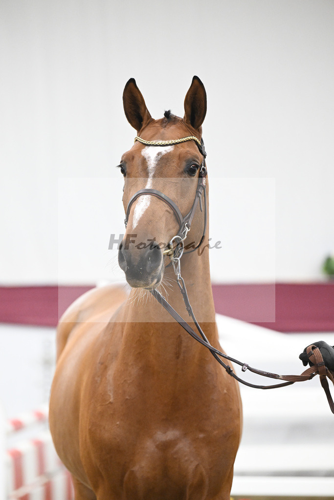 Kat-Nr. 98 Echo van_t Spieveld x Quidam de Revel_Anna-Sophie Kosch_47253180 | hf-fotografie - Realisiert mit Pictrs.com