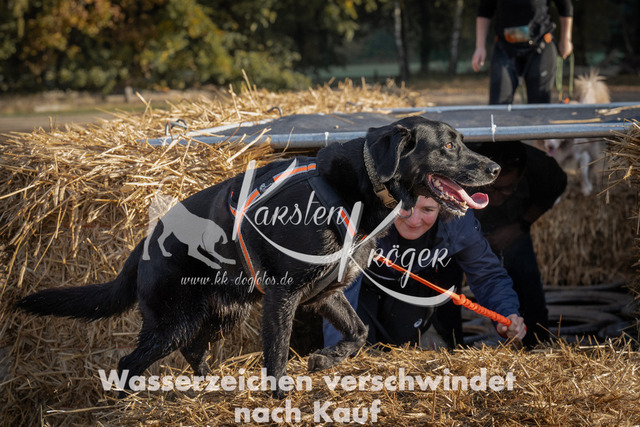 0947_ZZ94862 | kk-dogfotos