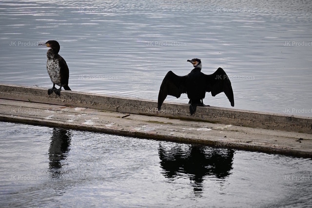 Vogel Paar | an der Aare - Realisiert mit Pictrs.com