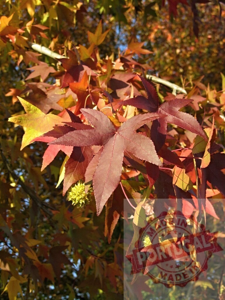 Sweetgum tree foliage changing autumn colors | Sweetgum tree showing colorful fall leaves and developing gumballs during autumn season - Realisiert mit Pictrs.com
