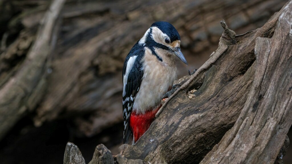 P1003706-Bearbeitet-2024-LR | Natur im Moment - Realisiert mit Pictrs.com