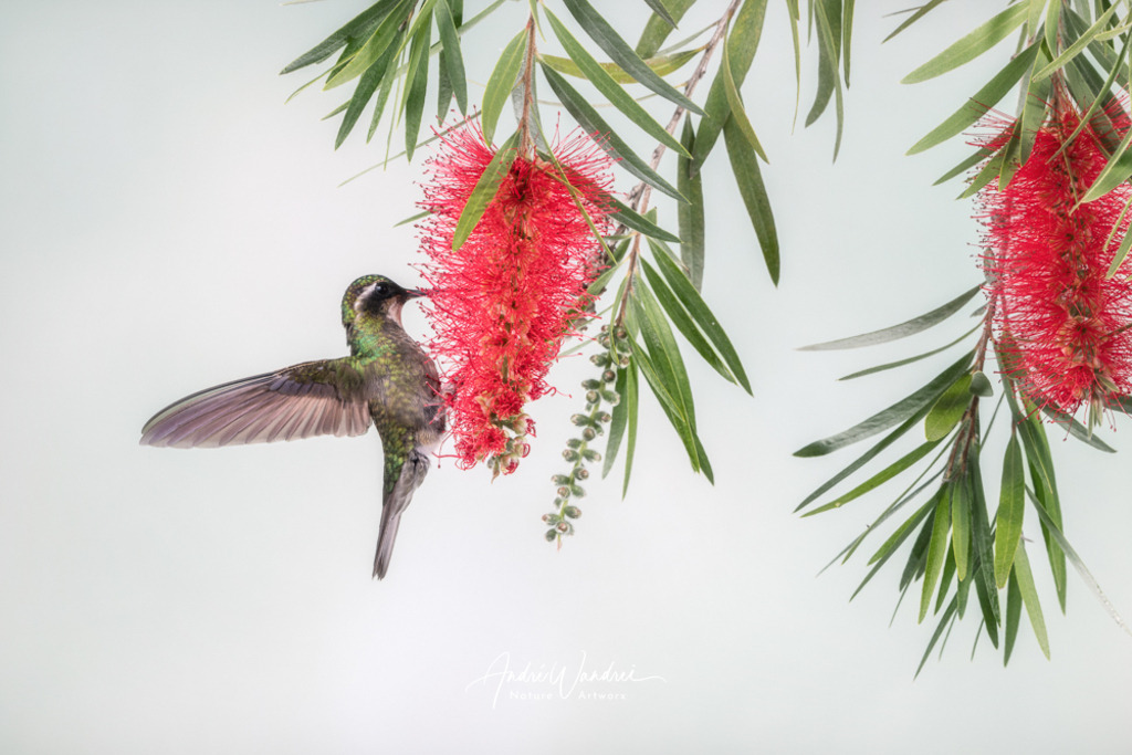 Tanz mit der Tropenblume | Andre Wandrei - Nature Artworx - Realisiert mit Pictrs.com