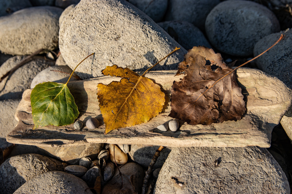 Tricoloured_leaves_artbynature_20211017 | Sie suchen ein Bild für Ihr Büro/Ihre Wohnung oder ein Fotogeschenk? So geht's: 
1.) Lieblingsbild auswählen
2.) Wunschprodukt (Leinwand, Alu-Dibond, Acryl, Fotogeschenk) auswählen. - Realisiert mit Pictrs.com