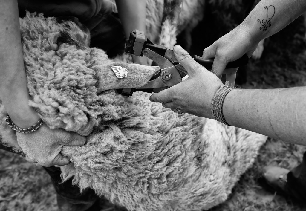 wanderschaefereien-schleswig-holstein-058 | Der 1. Mai ist eigentlich ein Feiertag, für die Mitarbeiterinnen und Mitarbeiter in den Wanderschäfereien aber ein ganz normaler Arbeitstag. So auch am 1. Mai 2022, an dem das Team von Birgit Voigtländer auf einem Feld bei Großenaspe mit der Sortierung der Lämmer nach Geschlecht und Schlachtreife beschäftigt war. Außerdem wurden die Jungtiere mit Ohrmarken versehen, die eine präzise Identifizierung sicherstellen. - Realisiert mit Pictrs.com