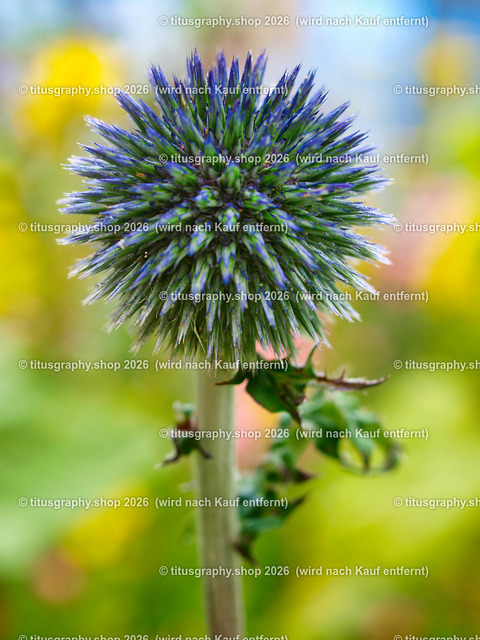 titusgraphy_P7173279-vz-ln | titusgraphy-shop: Geschenkideen mit Qualitätsfotos. titusgraphy-shop: gift ideas with quality photos. titusgraphy-shop: idées cadeaux avec photos de qualité.  - Realisiert mit Pictrs.com