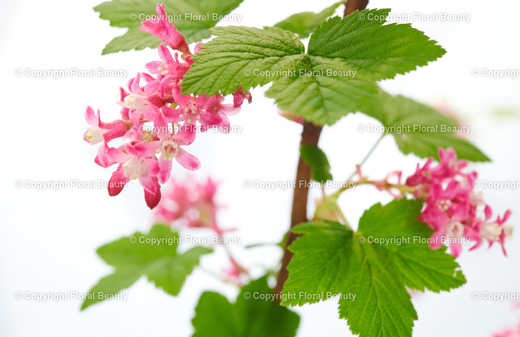 Ribes-sanguineum-Atrorubens-89401-HS-3 | Onlineshop für hochwertige Wandbilder. Bei uns findet ihr selbstgestaltete Blumenmotive. Das perfekte Geschenk, als Praxisdeko oder die eigene Wohnung. Alle künstlerischen Blumenfotos sind auf Leinwand, FineArtPrint, Kunstdruck und vielem mehr zu erwerben - Realisiert mit Pictrs.com